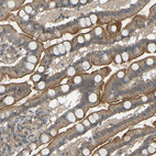 Immunohistochemical staining of human small intestine shows moderate cytoplasmic-membranous positivity in glandular cells.