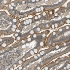 Immunohistochemical staining of human small intestine shows moderate cytoplasmic-membranous positivity in glandular cells.