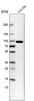 Western blot analysis in human cell line U-2 OS.