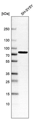Western blot analysis in human cell line SH-SY5Y.