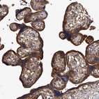 Immunohistochemical staining of human placenta shows strong cytoplasmic positivity in trophoblastic cells.