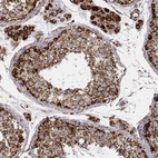 Immunohistochemical staining of human testis shows strong granular cytoplasmic positivity in cells in seminiferous ducts and in Leydig cells.