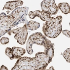 Immunohistochemical staining of human placenta shows strong nuclear positivity in trophoblastic cells.