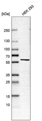Western blot analysis in human cell line HEK 293.