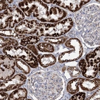 Immunohistochemical staining of human kidney shows strong cytoplasmic granular positivity in cells in tubules.