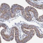 Immunohistochemical staining of human fallopian tube shows strong cytoplasmic granular positivity in glandular cells.
