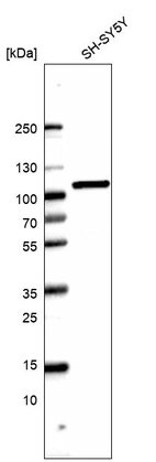 Western blot analysis in human cell line SH-SY5Y.