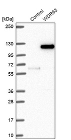 Western blot analysis in control (vector only transfected HEK293T lysate) and WDR63 over-expression lysate (Co-expressed with a C-terminal myc-DDK tag (~3.1 kDa) in mammalian HEK293T cells, LY408034).