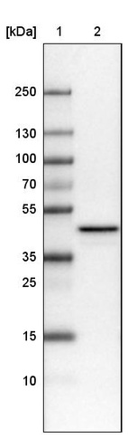 Lane 1: Marker [kDa]_br/_Lane 2: Human cell line U-251 MG