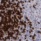 Immunohistochemical staining of human spleen using Anti-CD3E antibody HPA043955.