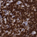 Anti-CD3E Antibody