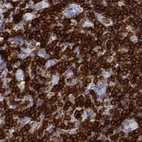 Immunohistochemical staining of human tonsil using Anti-CD3E antibody HPA043955.