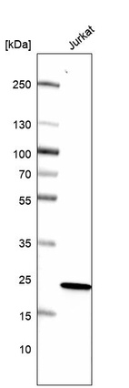 Western blot analysis in human cell line Jurkat.