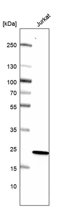 Western blot analysis in human cell line Jurkat.