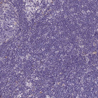 Immunohistochemical staining of human lymph node shows no positivity in non-germinal center cells as expected.