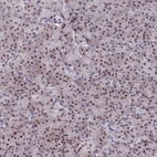 Immunohistochemical staining of human pancreas shows strong nuclear positivity in exocrine glandular cells.