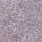 Immunohistochemical staining of human pancreas shows strong nuclear positivity in exocrine glandular cells.
