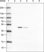 Anti-TUFM Antibody