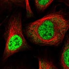 Immunofluorescent staining of human cell line U-2 OS shows localization to nucleoplasm.
