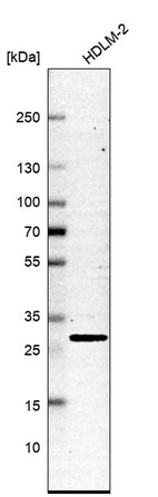Western blot analysis in human cell line HDLM-2.