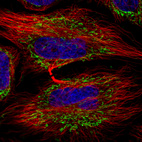Immunofluorescence staining in HeLa cell line with Anti-TUFM monoclonal antibody, showing distinct mitochondrial staining in green. Microtubule- and nuclear probes are visualized in red and blue respectively (where available).