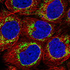 Immunofluorescence staining in A431 cell line with Anti-TUFM monoclonal antibody, showing distinct mitochondrial staining in green. Microtubule- and nuclear probes are visualized in red and blue respectively (where available).