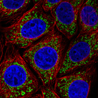 Immunofluorescence staining in MCF7 cell line with Anti-TUFM monoclonal antibody, showing distinct mitochondrial staining in green. Microtubule- and nuclear probes are visualized in red and blue respectively (where available).