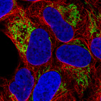 Immunofluorescence staining in U2OS cell line with Anti-TUFM monoclonal antibody, showing distinct mitochondrial staining in green. Microtubule- and nuclear probes are visualized in red and blue respectively (where available).