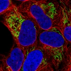 Immunofluorescence staining in U2OS cell line with Anti-TUFM monoclonal antibody, showing distinct mitochondrial staining in green. Microtubule- and nuclear probes are visualized in red and blue respectively (where available).