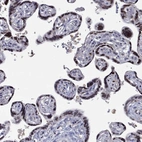 Immunohistochemical staining of human placenta shows strong nuclear positivity in trophoblastic cells.