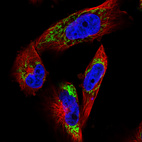 Immunofluorescence staining in U251 cell line with Anti-TUFM monoclonal antibody, showing distinct mitochondrial staining in green. Microtubule- and nuclear probes are visualized in red and blue respectively (where available).