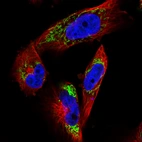 Immunofluorescence staining in U251 cell line with Anti-TUFM monoclonal antibody, showing distinct mitochondrial staining in green. Microtubule- and nuclear probes are visualized in red and blue respectively (where available).
