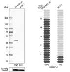 Western blot analysis in human cell line SK-MEL-30 and human cell line MCF-7.