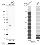 Western blot analysis in human cell line SK-MEL-30 and human cell line MCF-7.