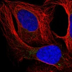 Immunofluorescent staining of human cell line U-2 OS shows localization to mitochondria.