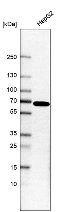 Western blot analysis in human cell line HepG2.