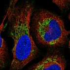 Immunofluorescent staining of human cell line U-2 OS shows localization to mitochondria.