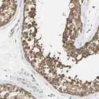 Anti-PRMT5 Antibody