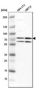 Western blot analysis in mouse cell line NIH-3T3 and rat cell line NBT-II.