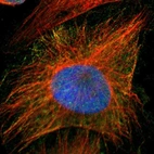 Immunofluorescent staining of human cell line U-251 MG shows localization to nucleus & cytosol.