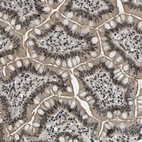 Immunohistochemical staining of human small intestine shows strong nuclear positivity in glandular cells.