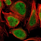 Immunofluorescent staining of human cell line U-2 OS shows localization to nucleoplasm.