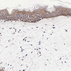 Immunohistochemical staining of human skin shows strong cytoplasmic positivity in squamous epithelial cells.