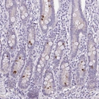 Immunohistochemical staining of human small intestine shows strong cytoplasmic positivity in endocrine glandular cells.