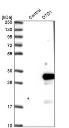 Western blot analysis in control (vector only transfected HEK293T lysate) and DTD1 over-expression lysate (Co-expressed with a C-terminal myc-DDK tag (~3.1 kDa) in mammalian HEK293T cells, LY409024).