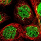 Immunofluorescent staining of human cell line A-431 shows localization to nucleoplasm & the Golgi apparatus.