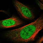 Immunofluorescent staining of human cell line U-2 OS shows localization to nucleoplasm & cytosol.
