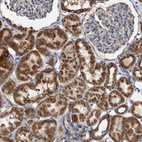 Anti-MRPL28 Antibody