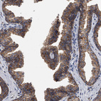 Anti-MRPL28 Antibody