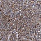 Anti-MRPL28 Antibody